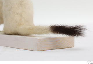 Weasel tail 0005.jpg